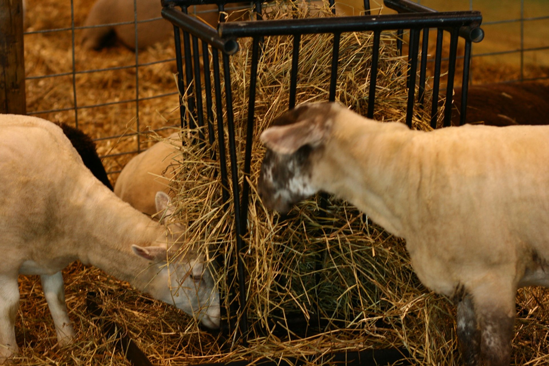 Exposição Nacional do Canadá