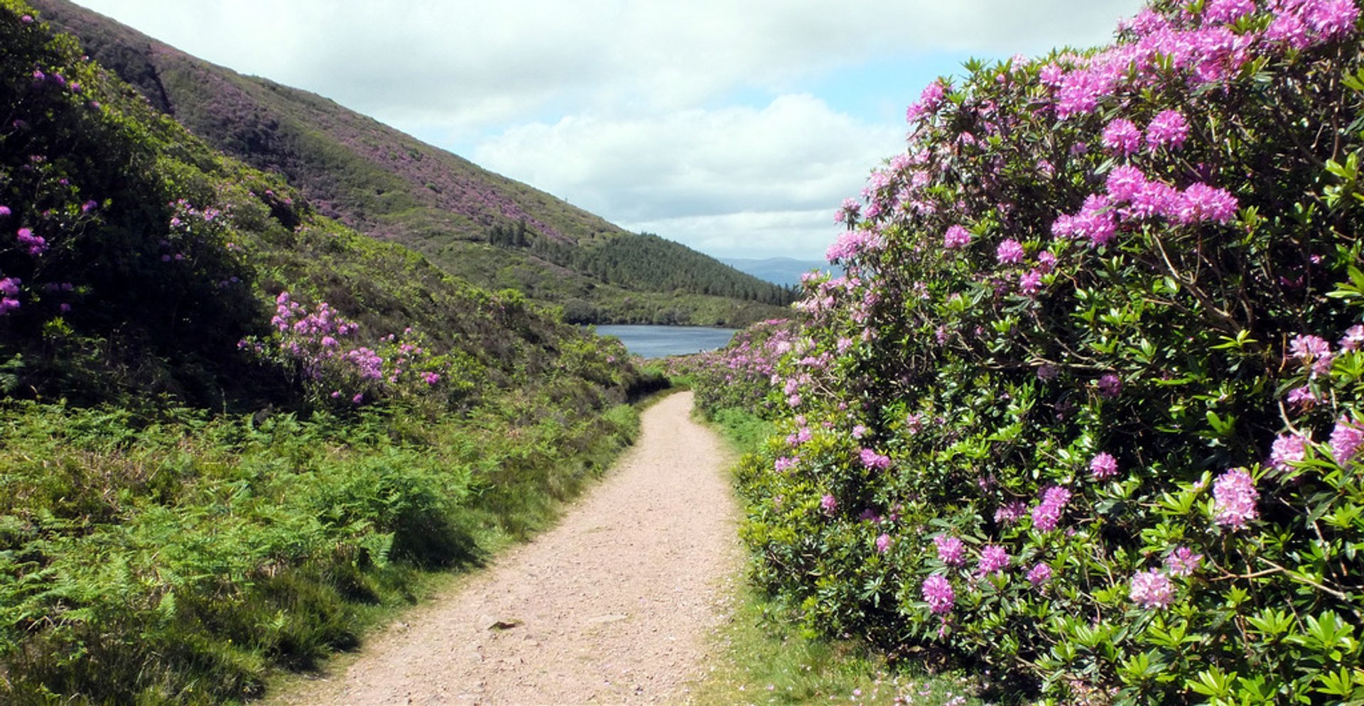 Les Rhododendrons de Vee Pass