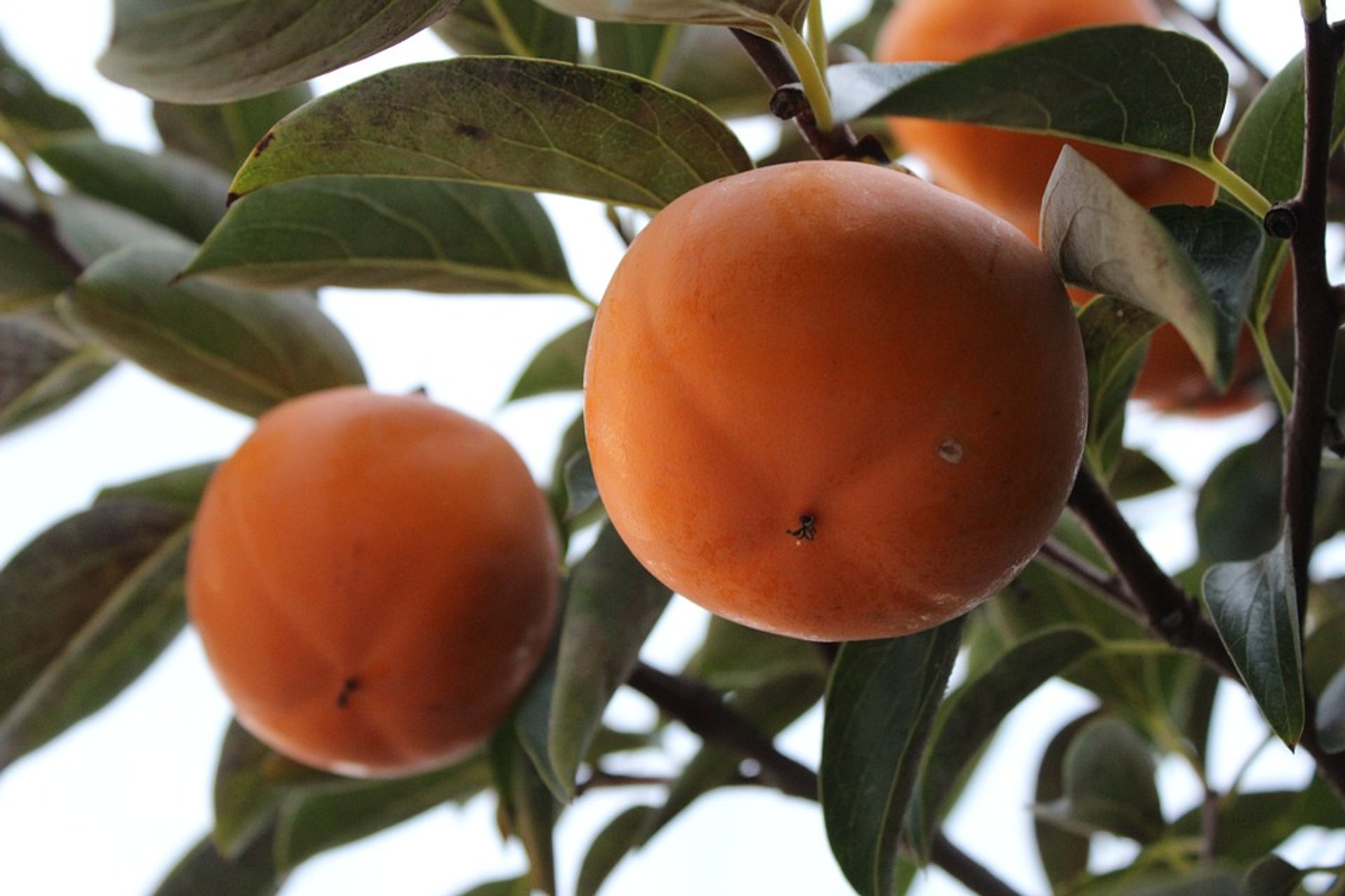 Colheita de Diospiro e fabricação de Gotgam