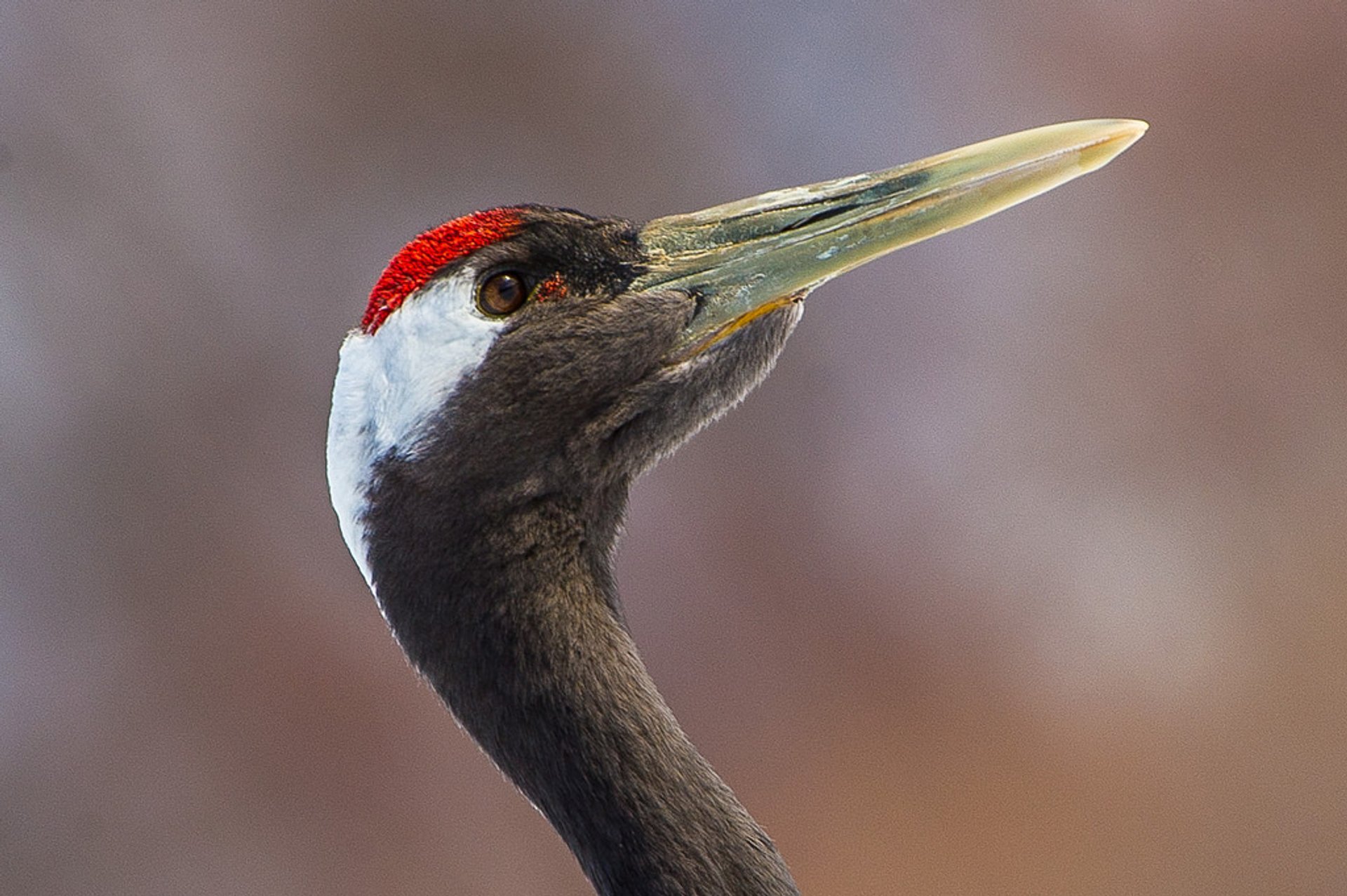 Krane von Kushiro Sumpfgebiet (Winter Fütterungsstätten)