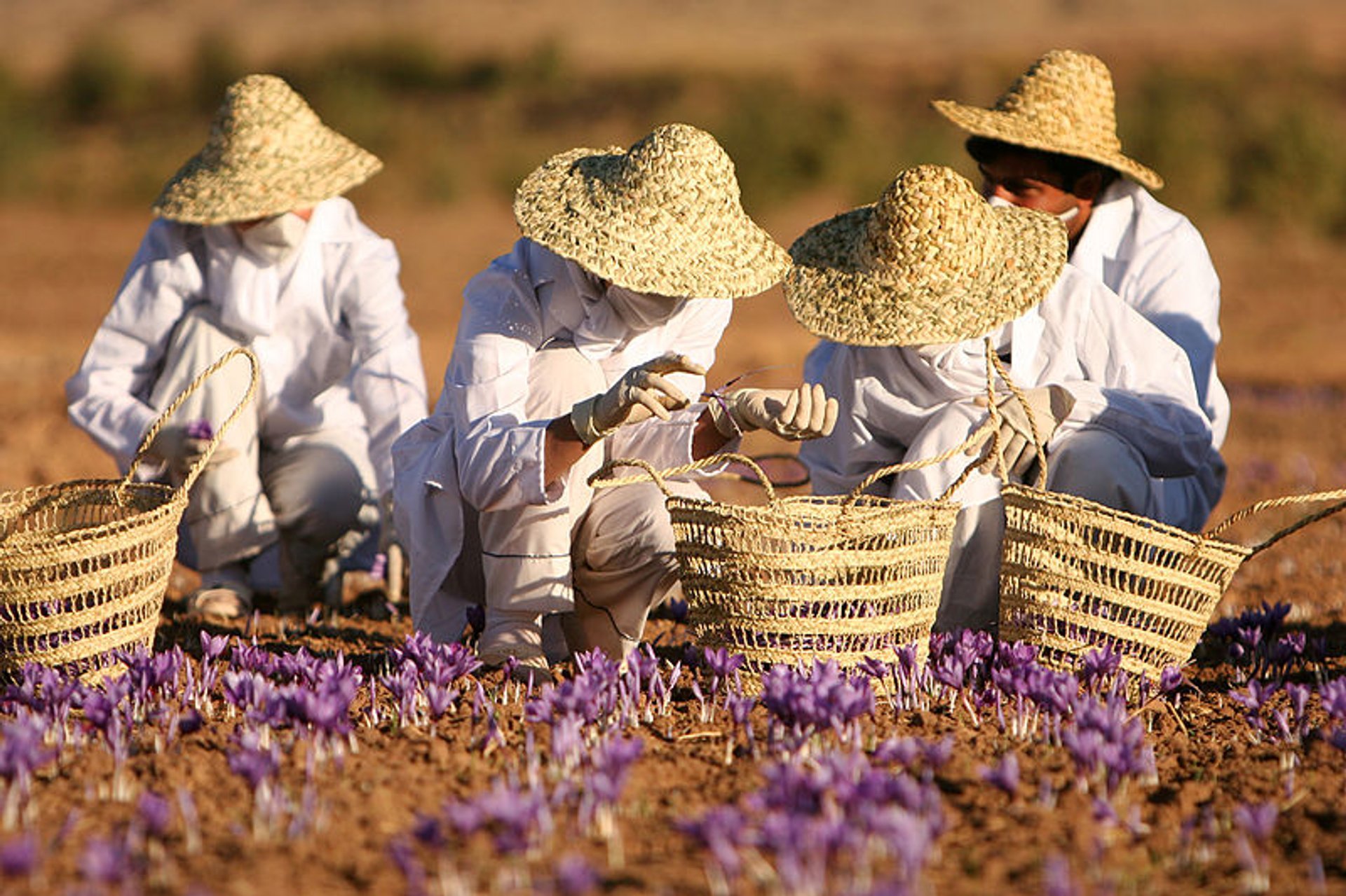 Saffron Harvest