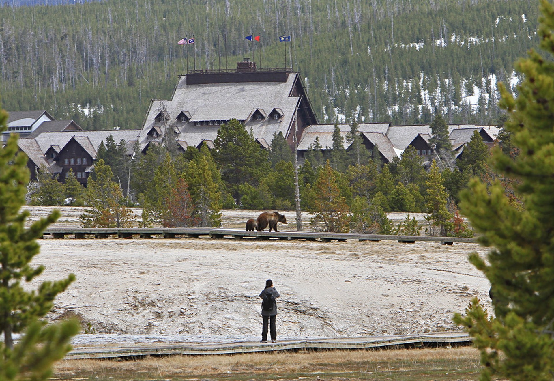 The Best Place to See Bears in Yellowstone National Park