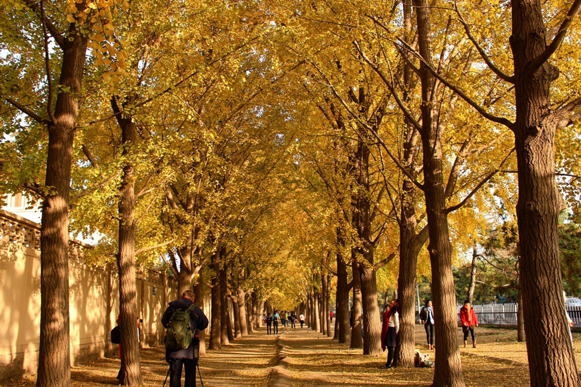 Ginkgo-Alleen Herbstfarben