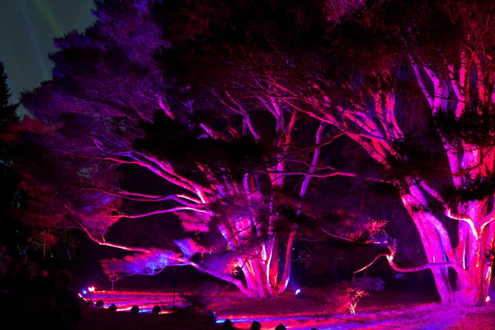 The Morton Arboretum Illumination