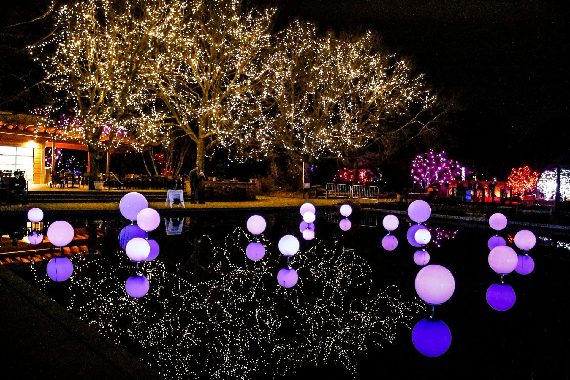 Christmas Lights in Denver