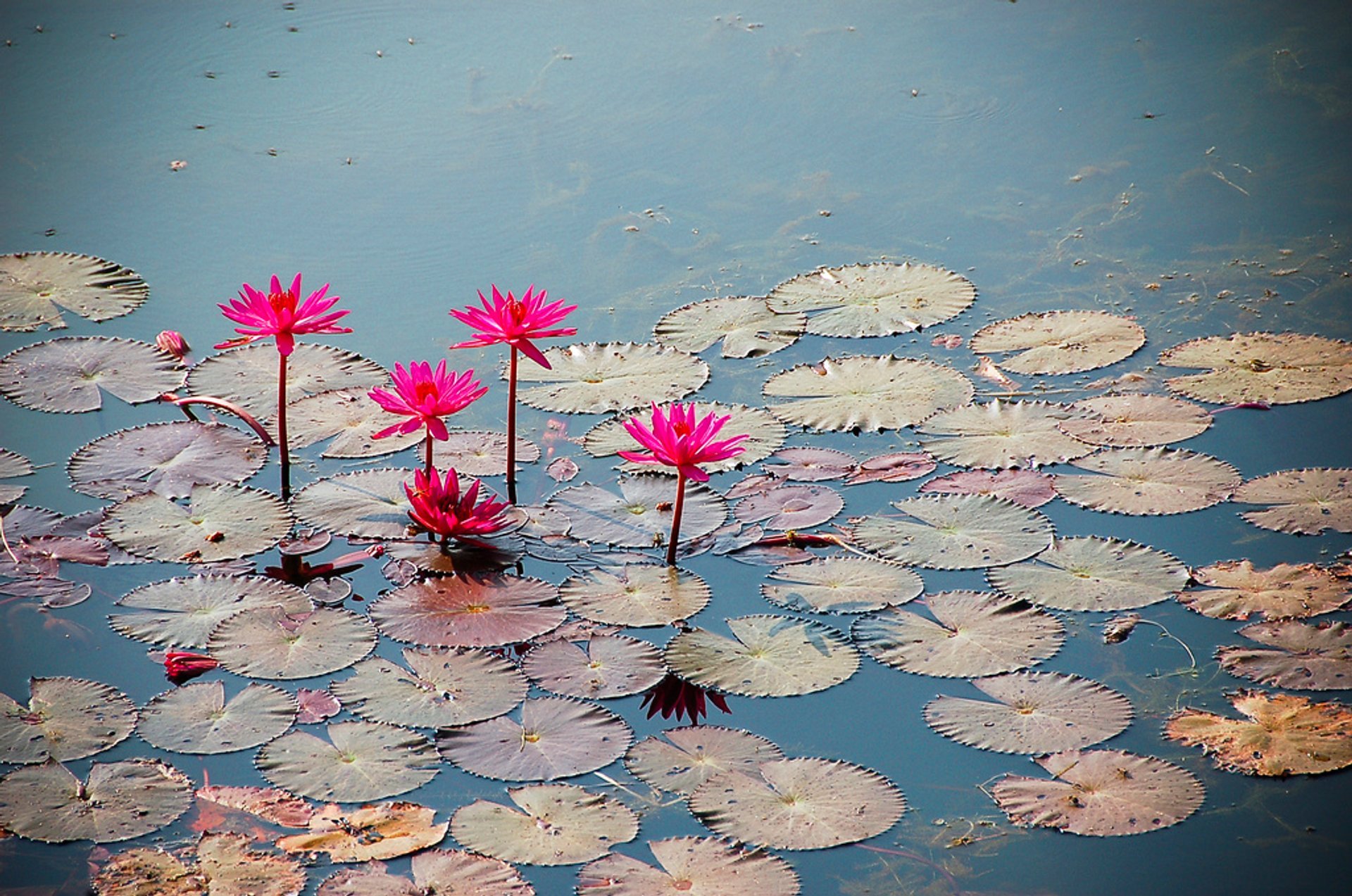 Lotus en flor