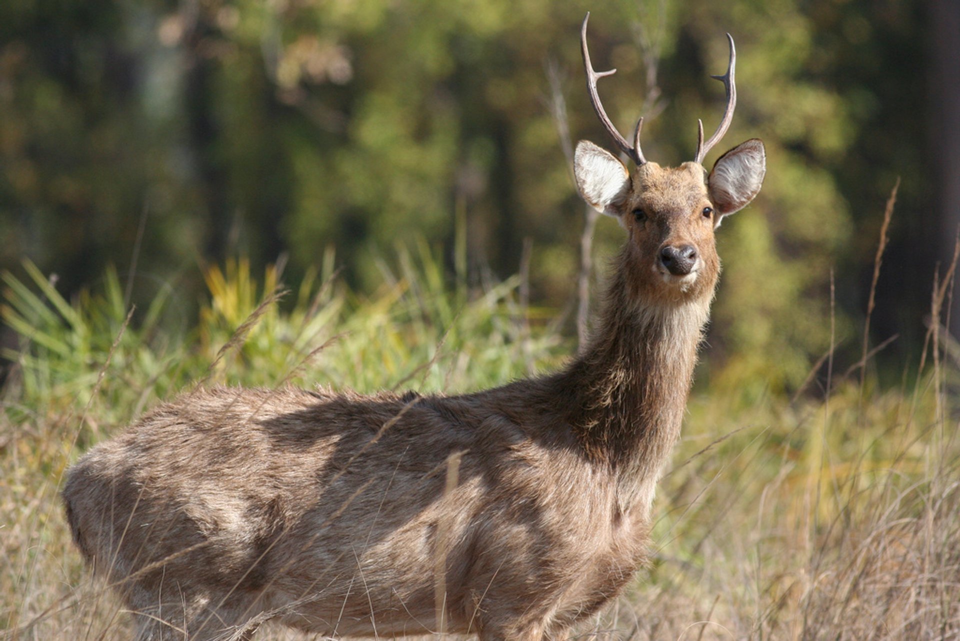 Barasingha (cervos do pântano)