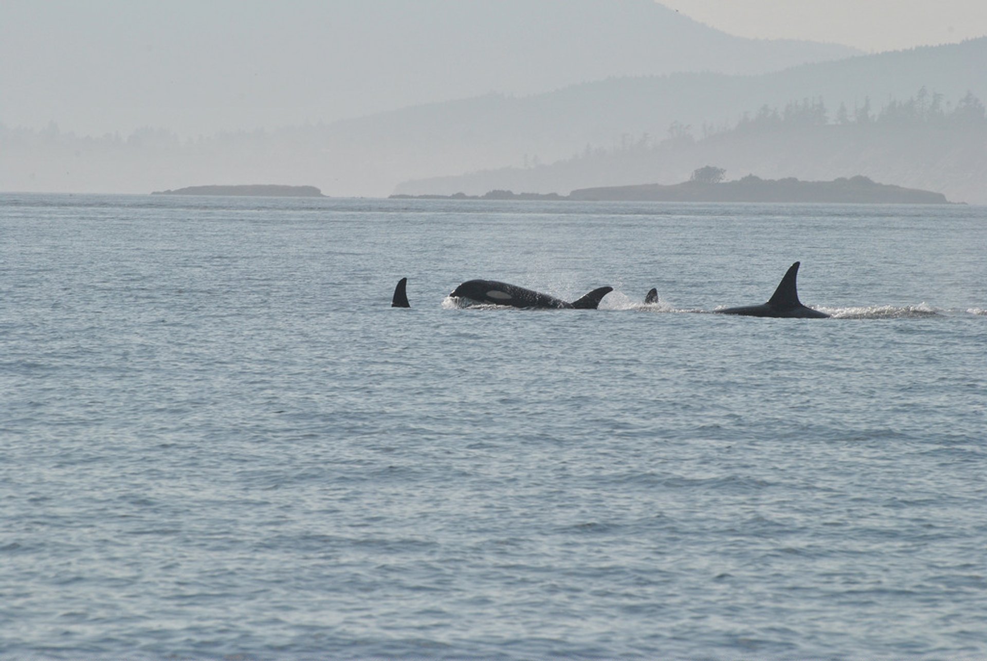 Avistamiento de ballenas en Seattle
