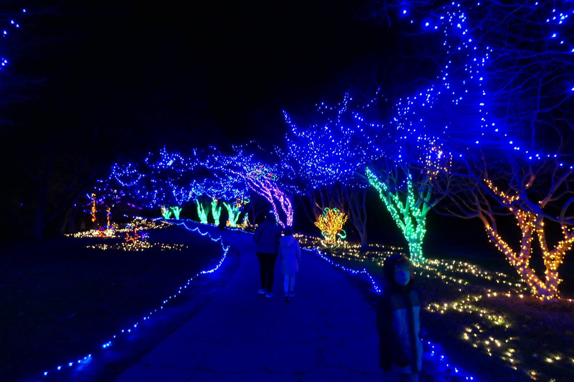 Luci di Natale nel Norfolk Botanical Garden