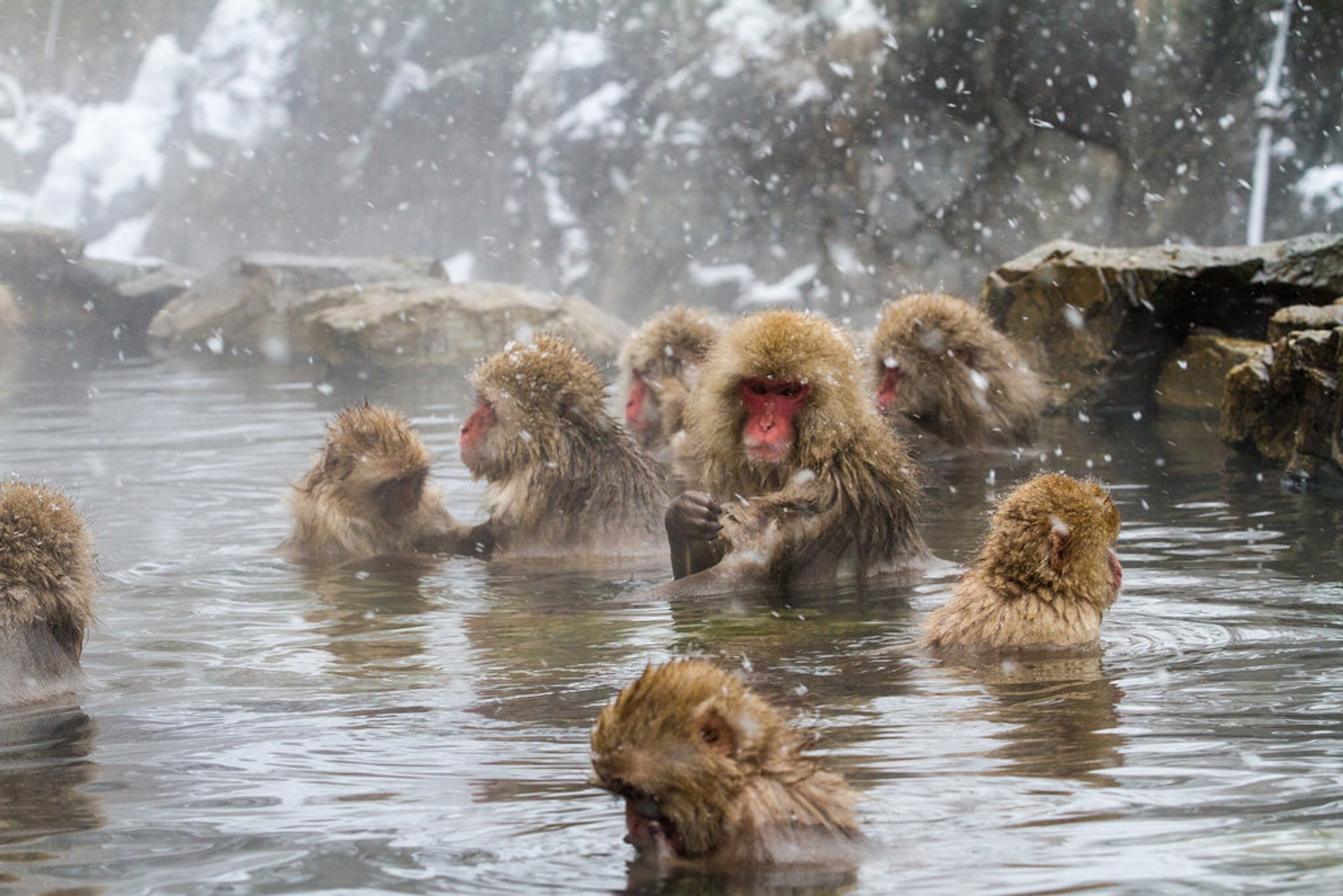 El paraíso japonés de los monos de nieve