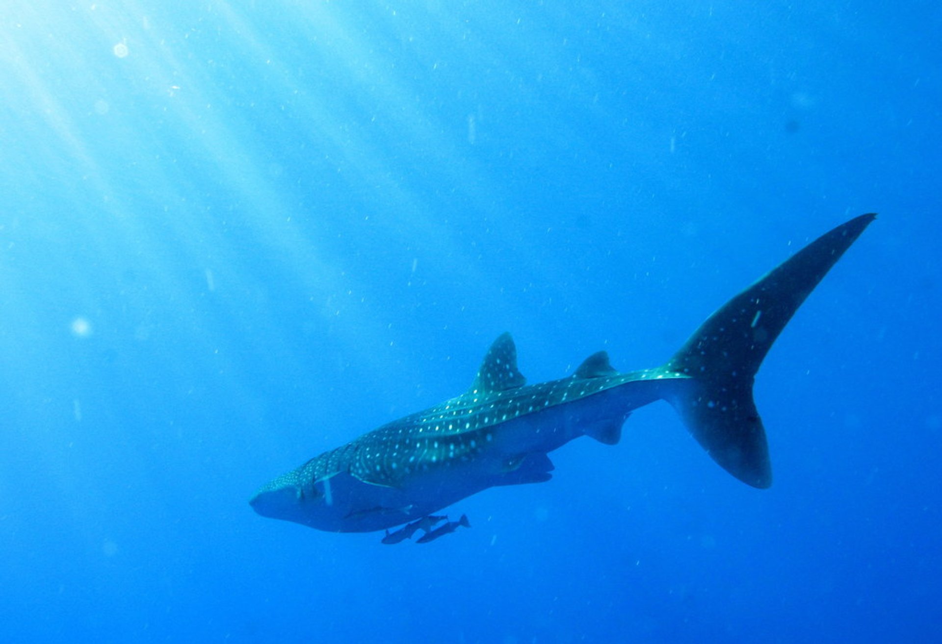 Tiburones en el Mar Rojo