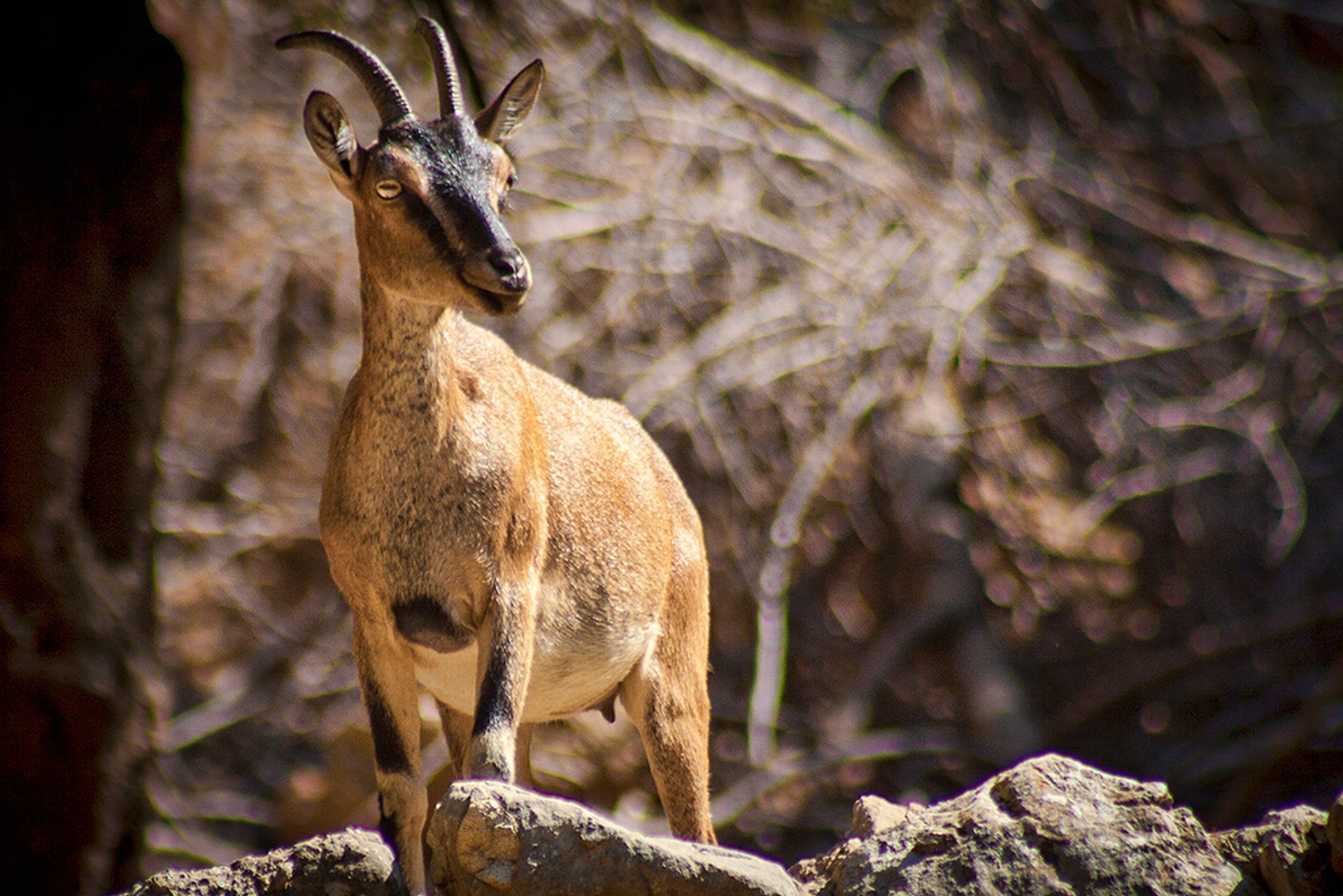 Wildtiere beobachten