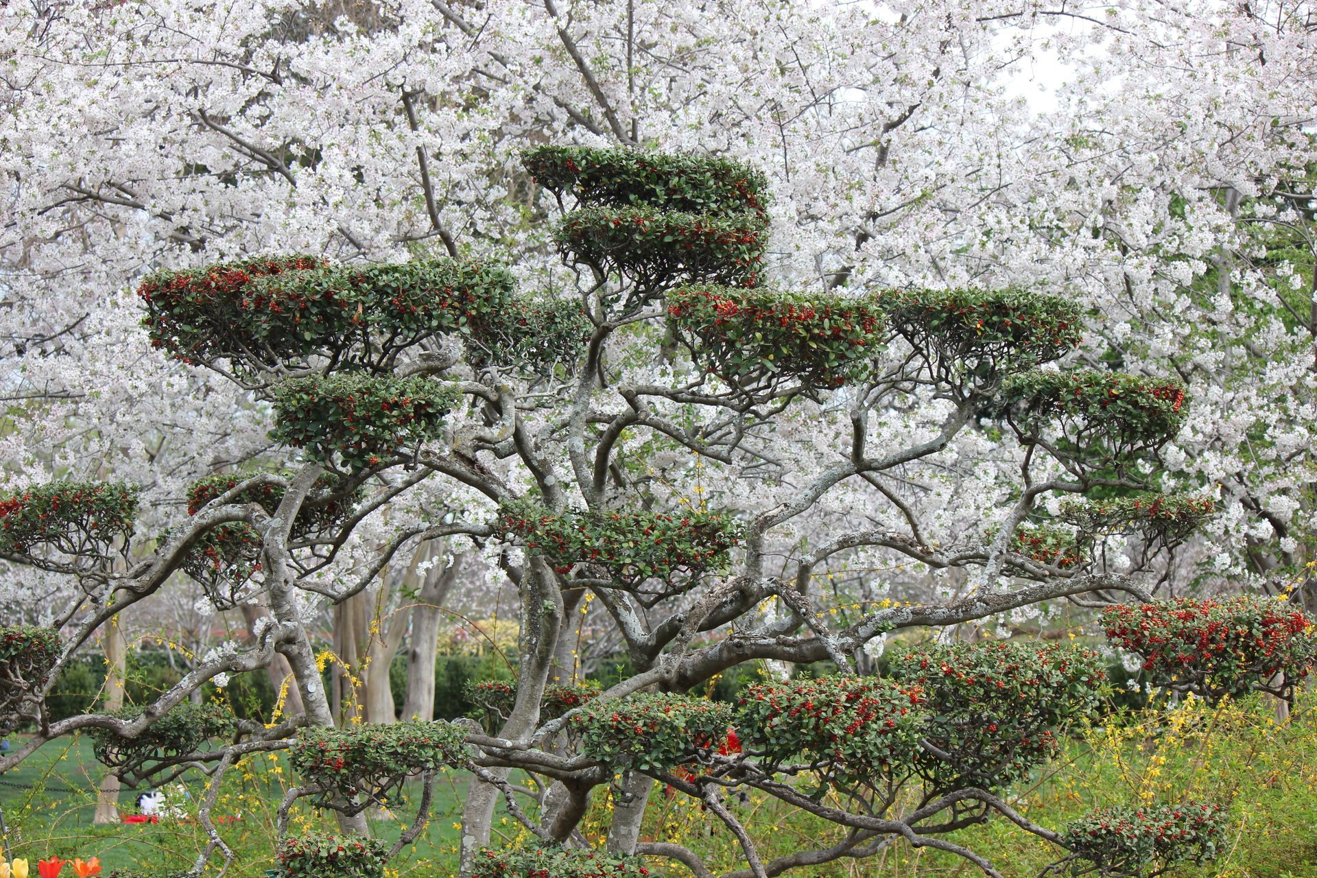 Cerejeiras em flor