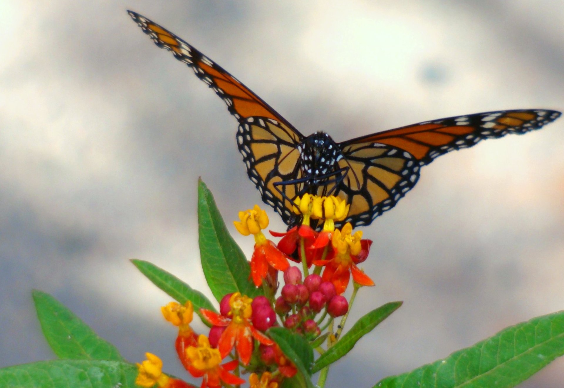 Monarchfalter Wanderung