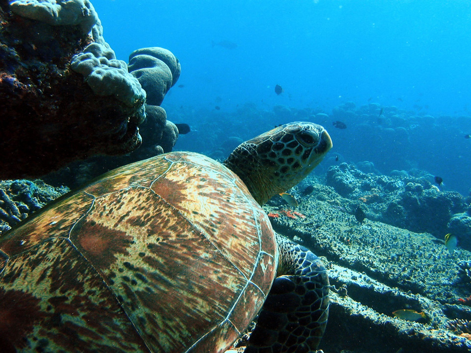 Buceo con equipo