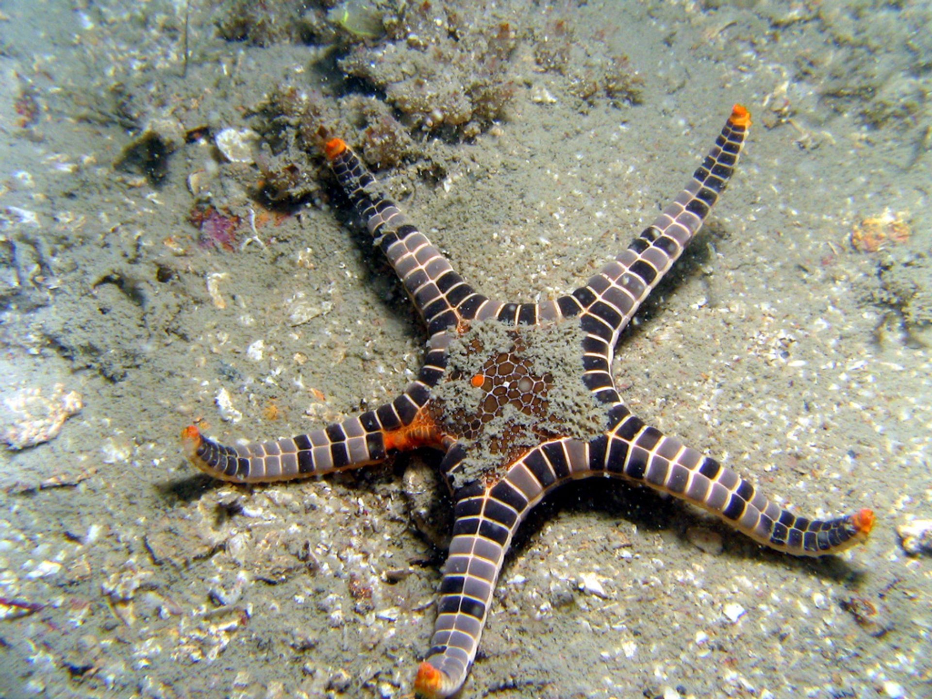 Plongée sous-marine