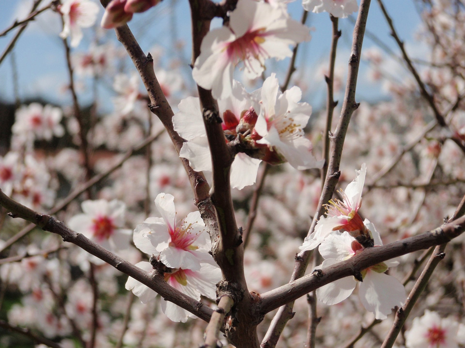 Mandelblüte