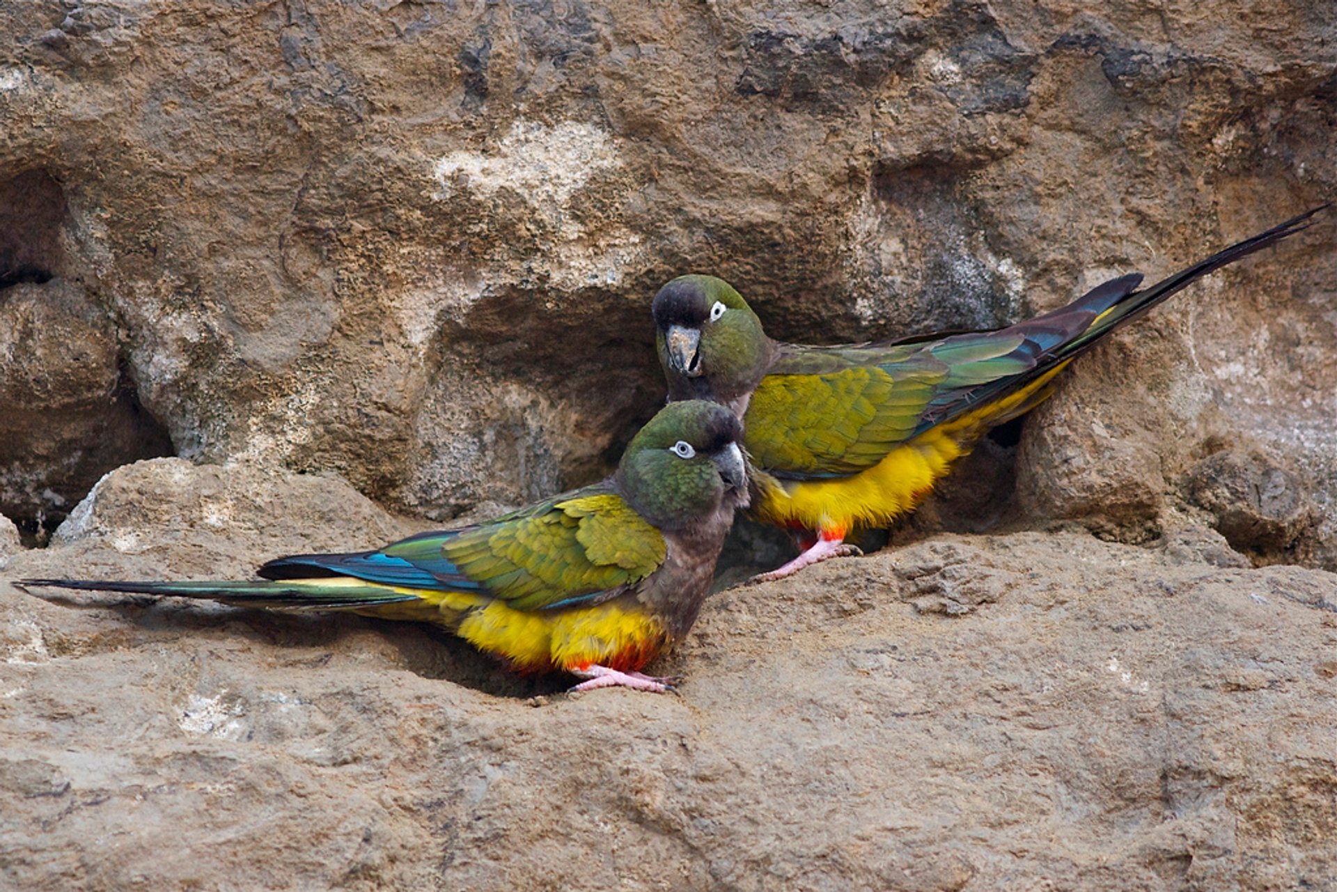 Observación de papagayos encerrados