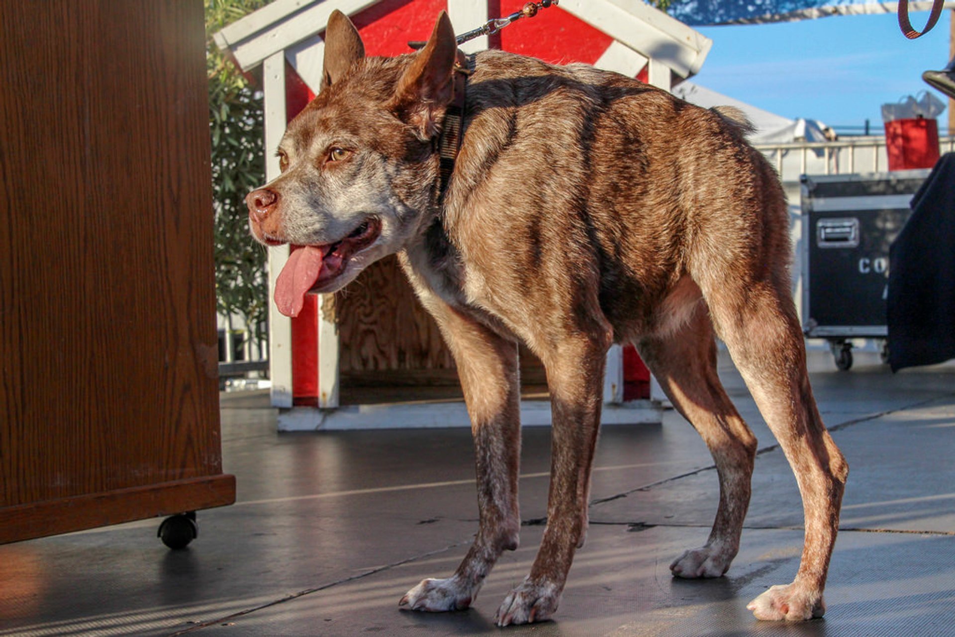 Ugliest Dog 2024 Debi Charleen