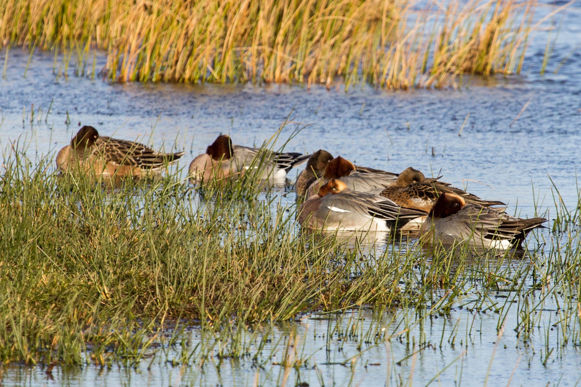 Osservazione degli uccelli a Lauwersmeer