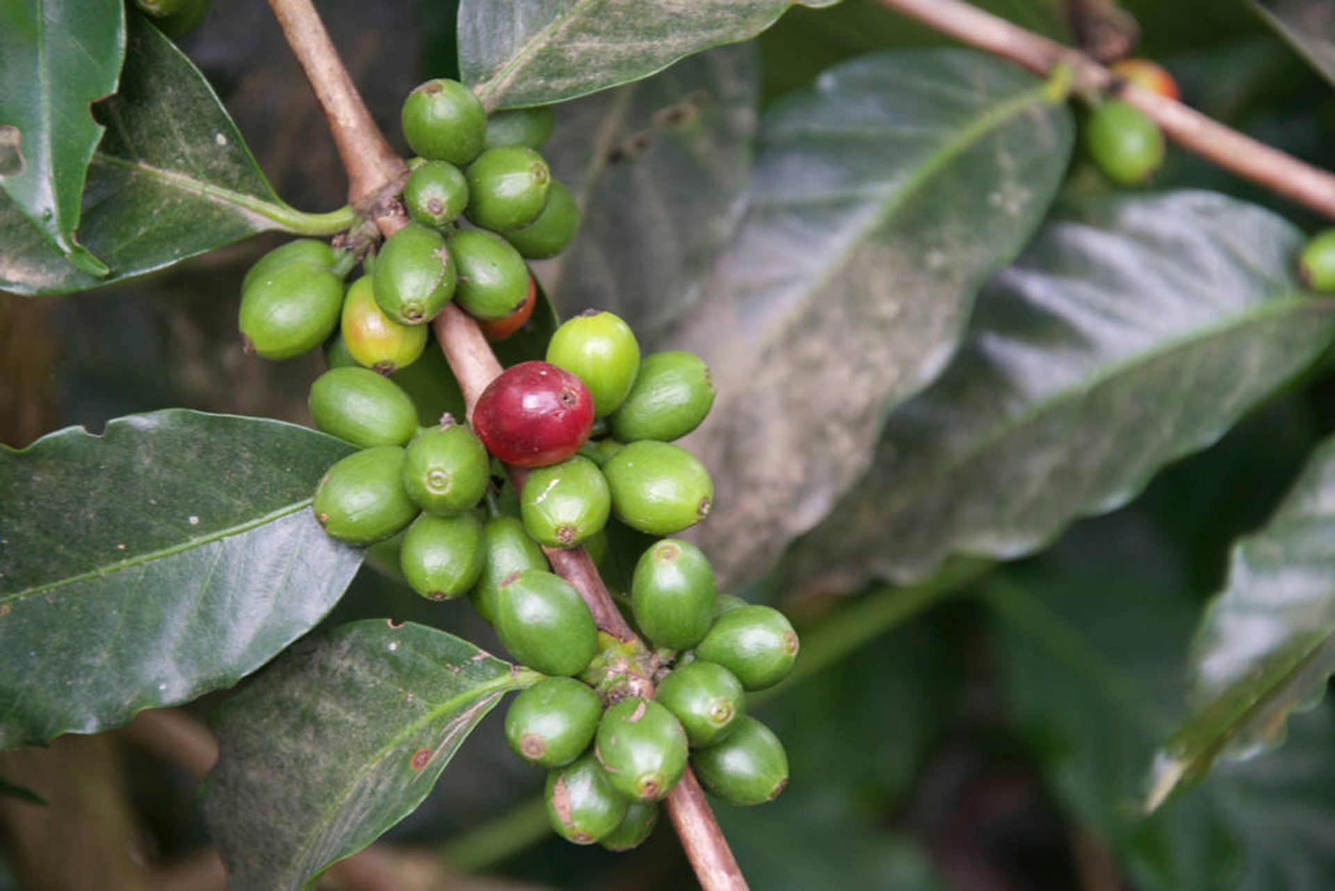 Cosecha del café