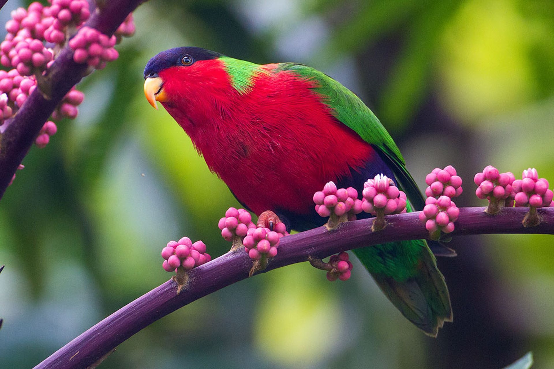 Temporada de cría de Lory colada