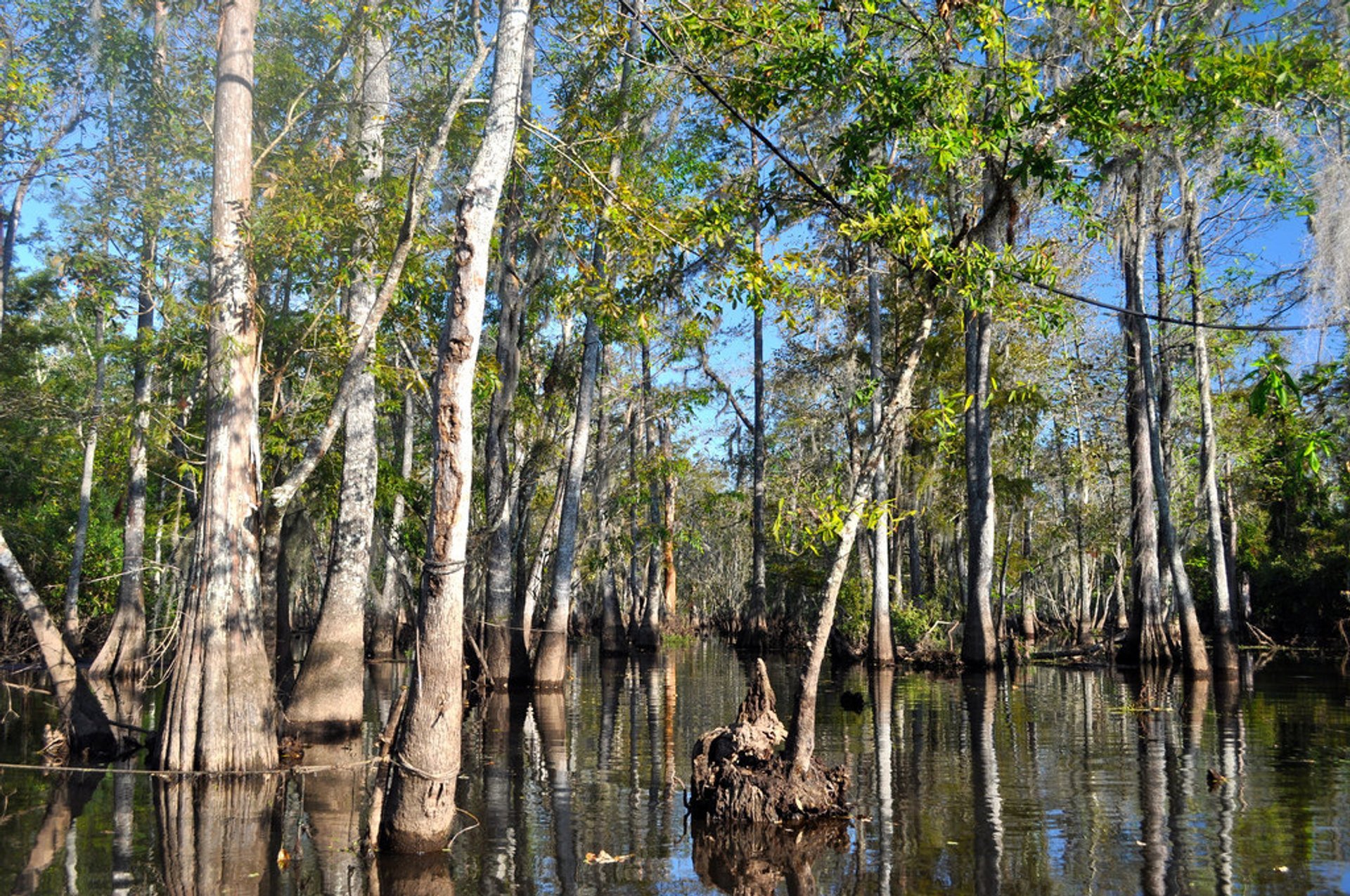 Excursiones de pantanos