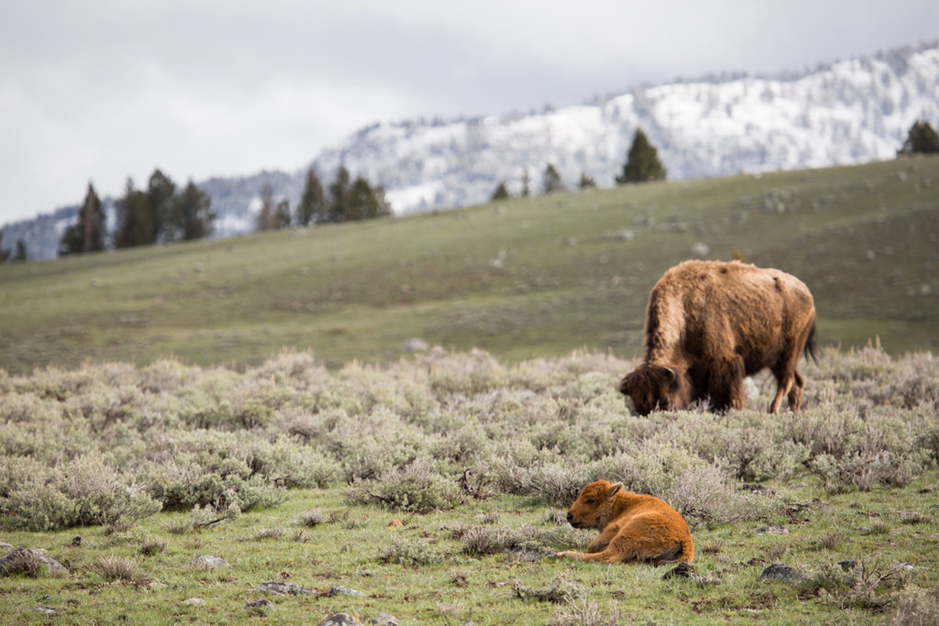 Saison de l'accouplement des bisons