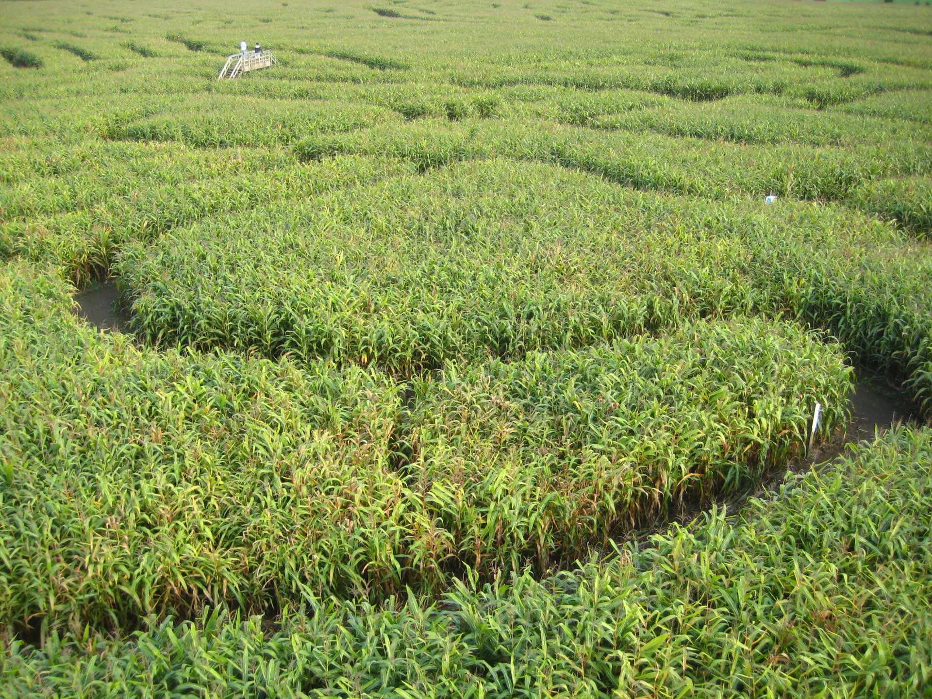 Richardson Adventure Farm Corn Maze