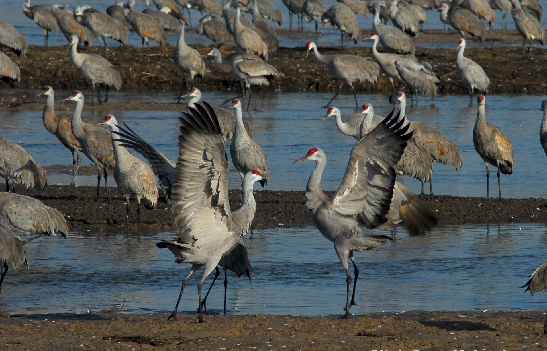 Migration de la grue du Canada