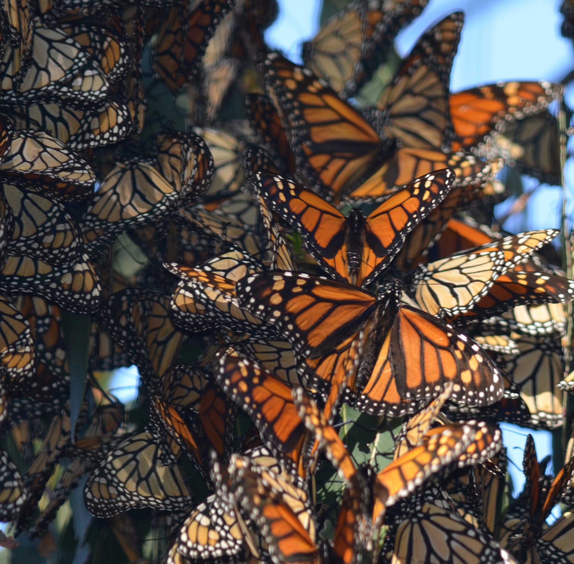 Monarchfalter Wanderung