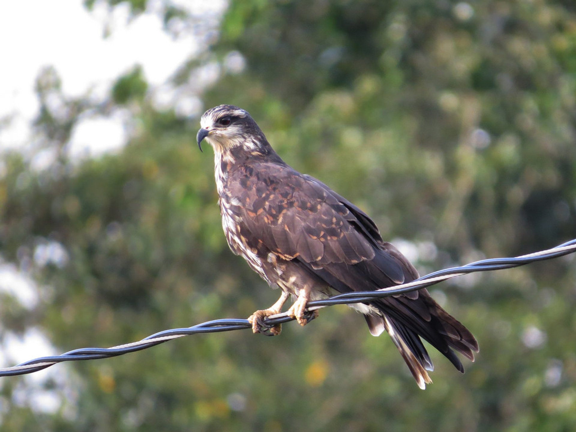 Vogelbeobachtung