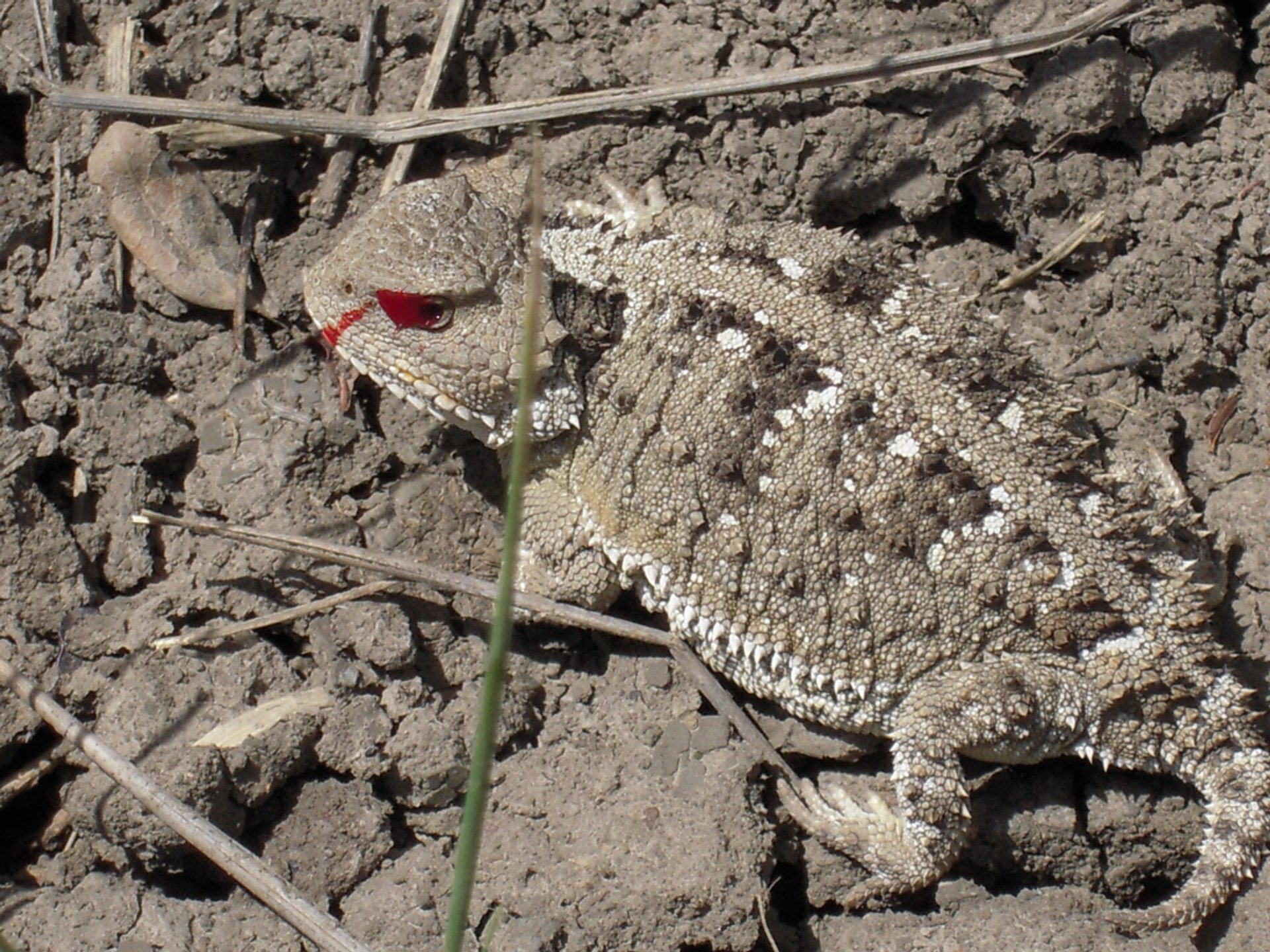 Blood-Shooting Lizards (Phrynosoma)