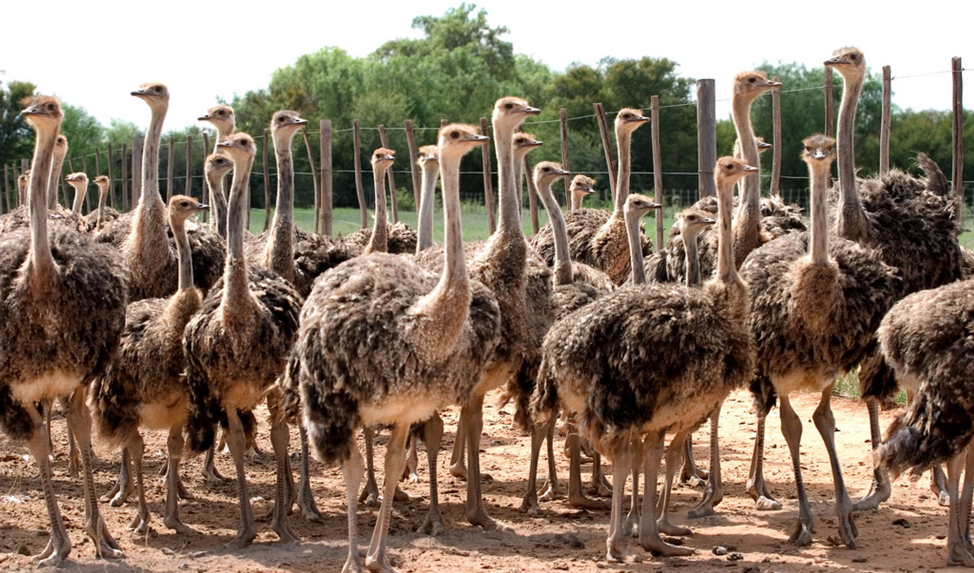 Oudtshoorn Ostriches