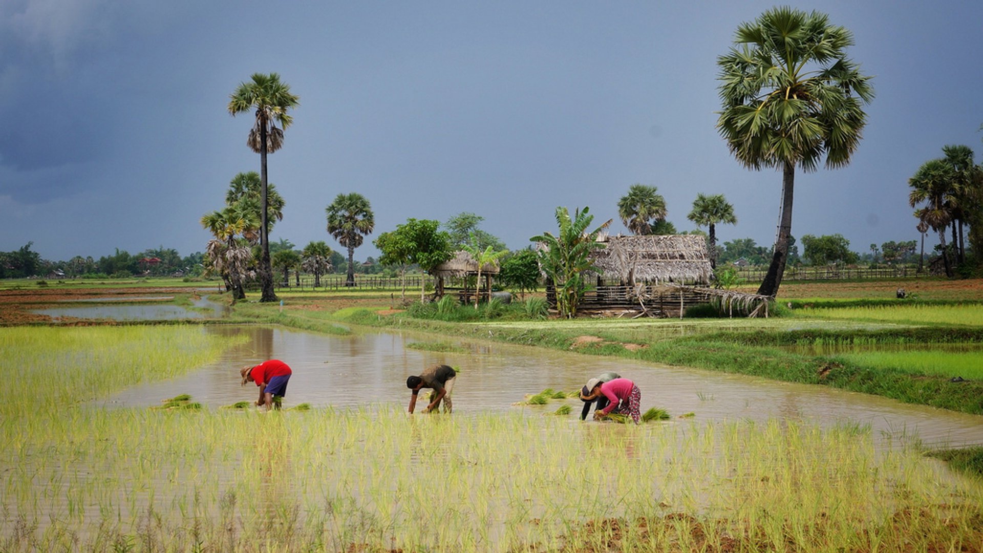 Cambodia Rice Harvest Season 