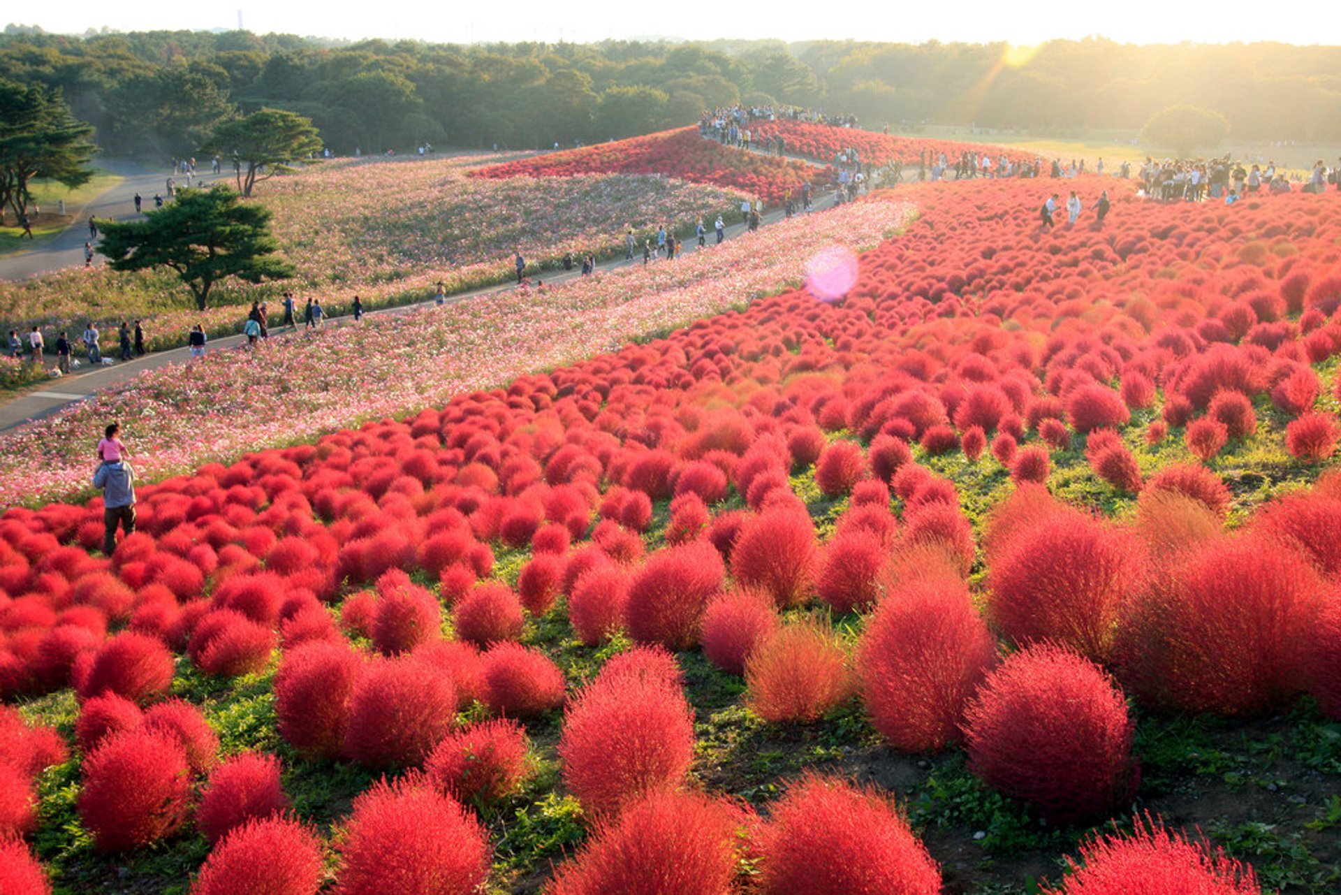 Florecimiento en Hitachi Seaside Park