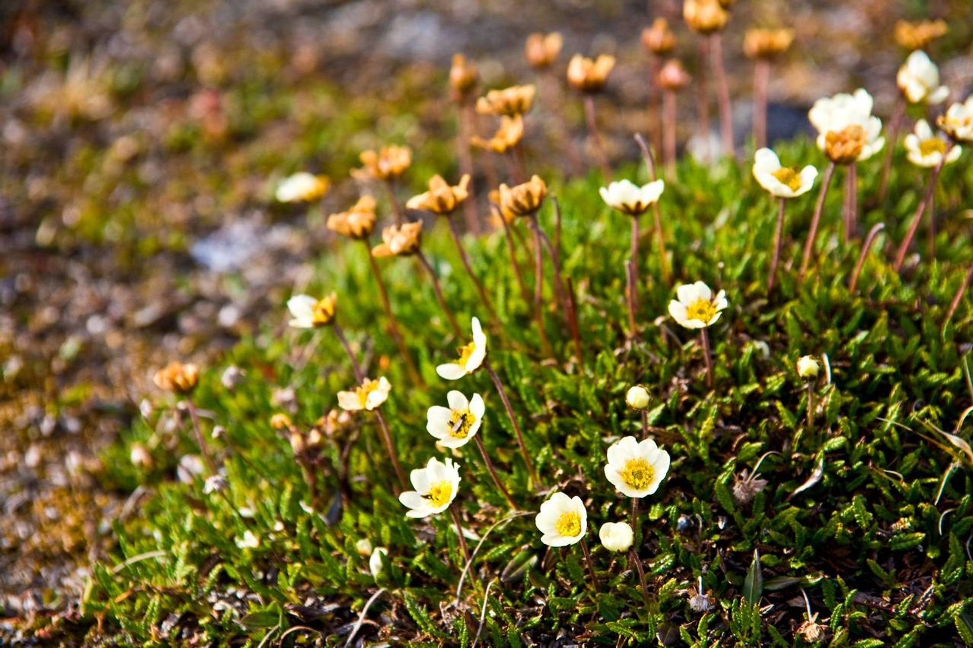 Wild Flowers