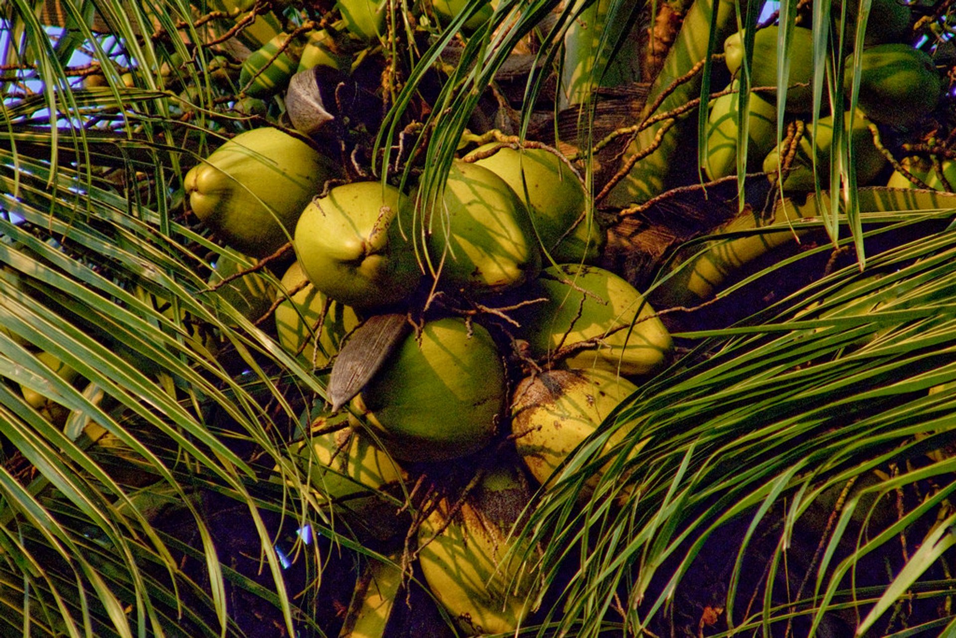 Estação de frutas (estação de chuva)