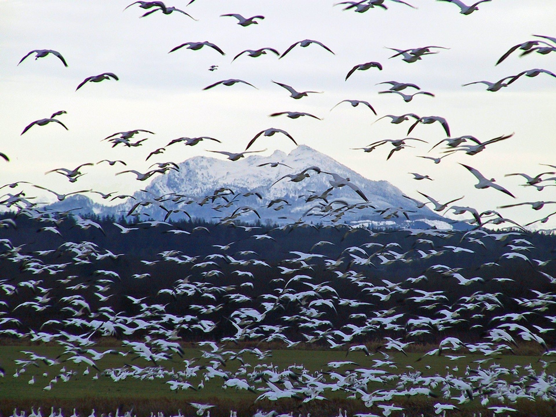 Snow Geese Spring Migration in Alaska 2020 - Best Time
