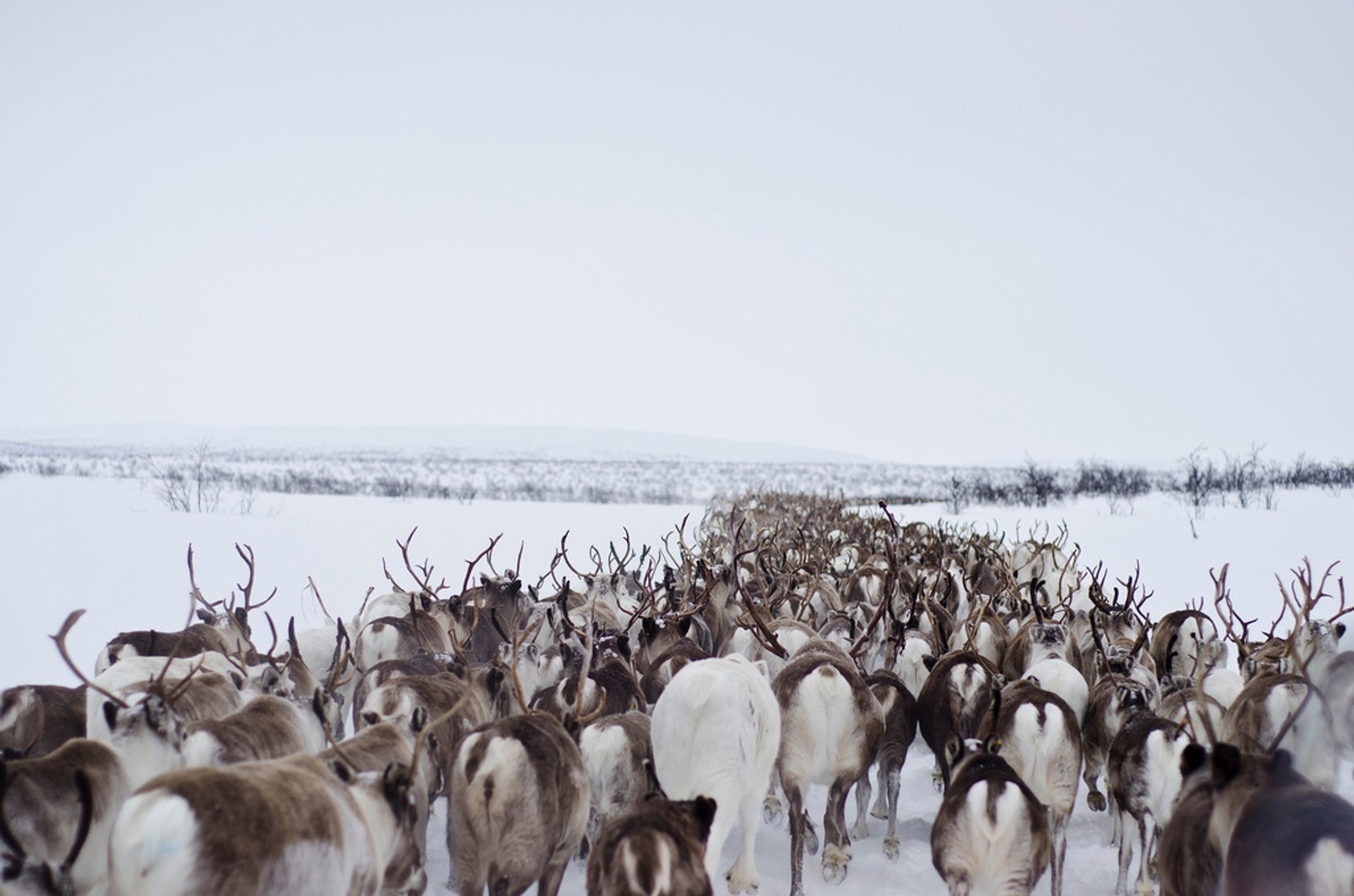 Reindeer Migration