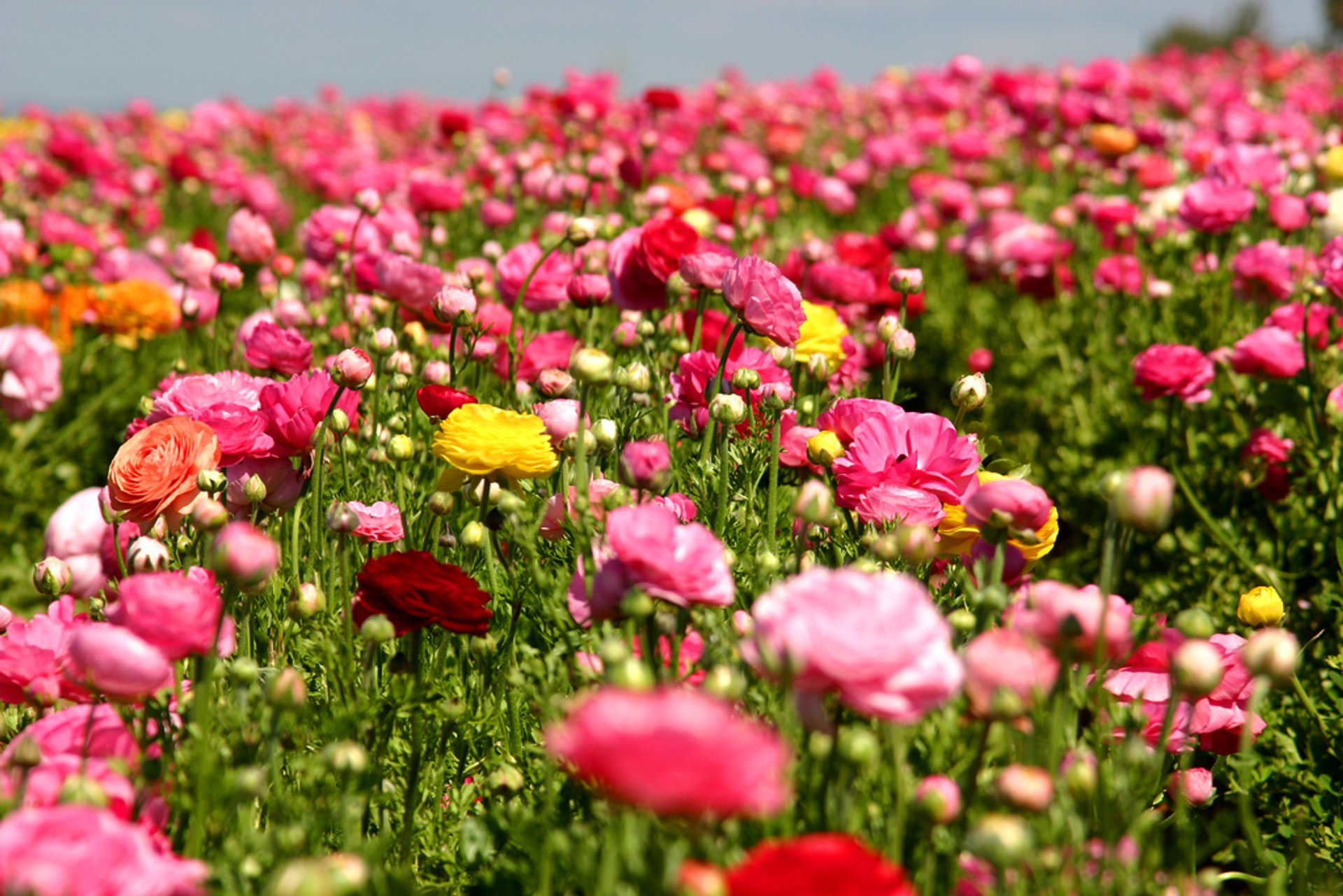 The Flower Fields at Carlsbad Ranch