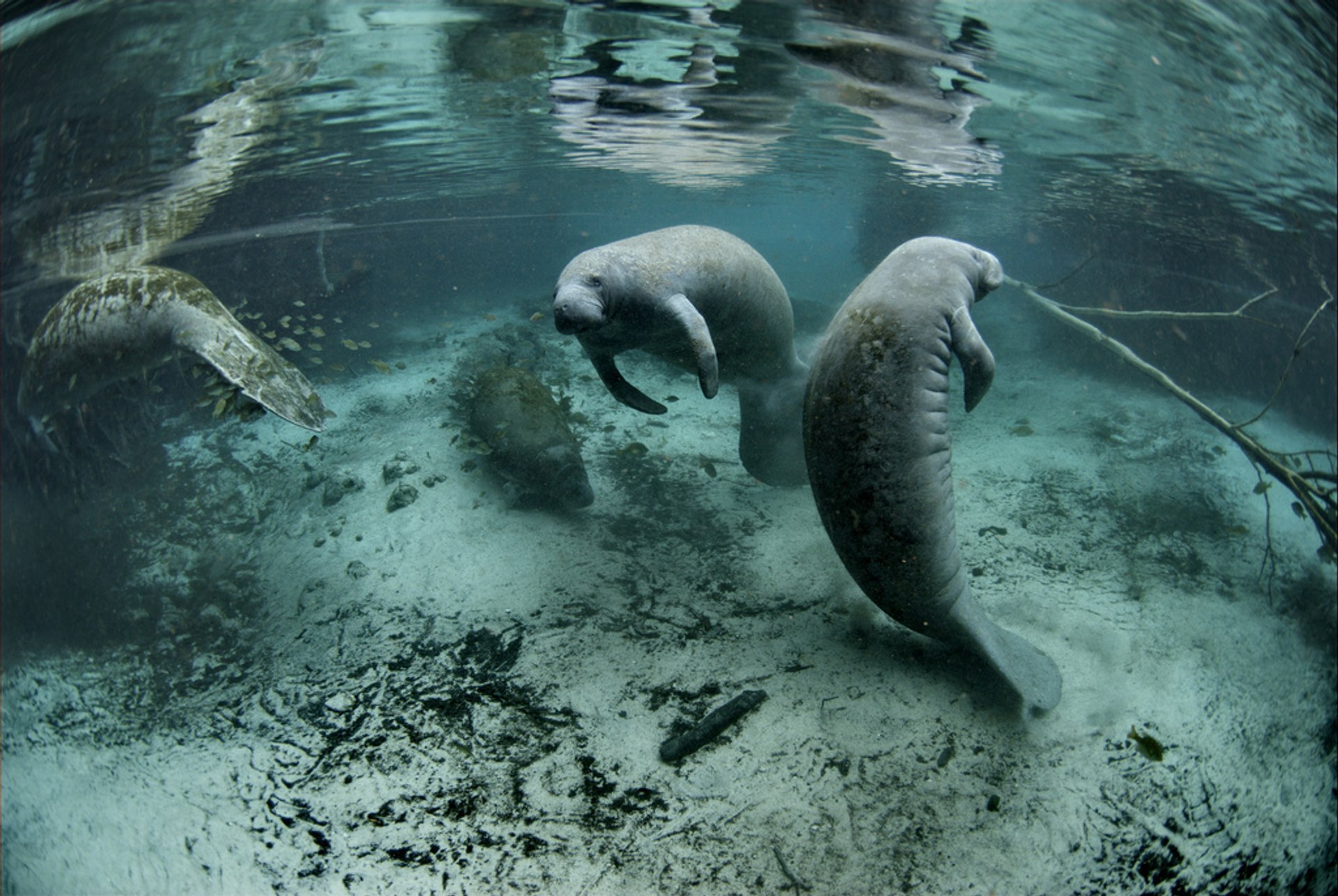 Swimming with Manatees