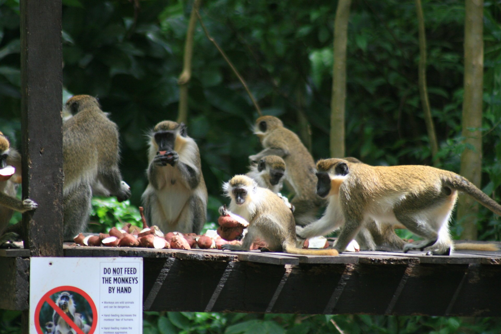 Monos verdes en Barbados, 2024