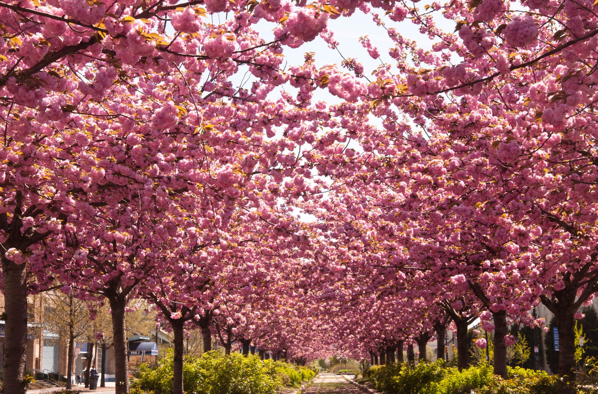 Best Time to See Cherry Blossoms in Philadelphia, PA 2023 Rove.me