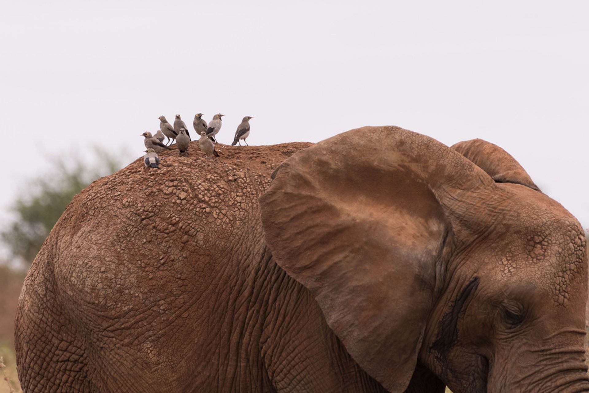 Elephant Herds