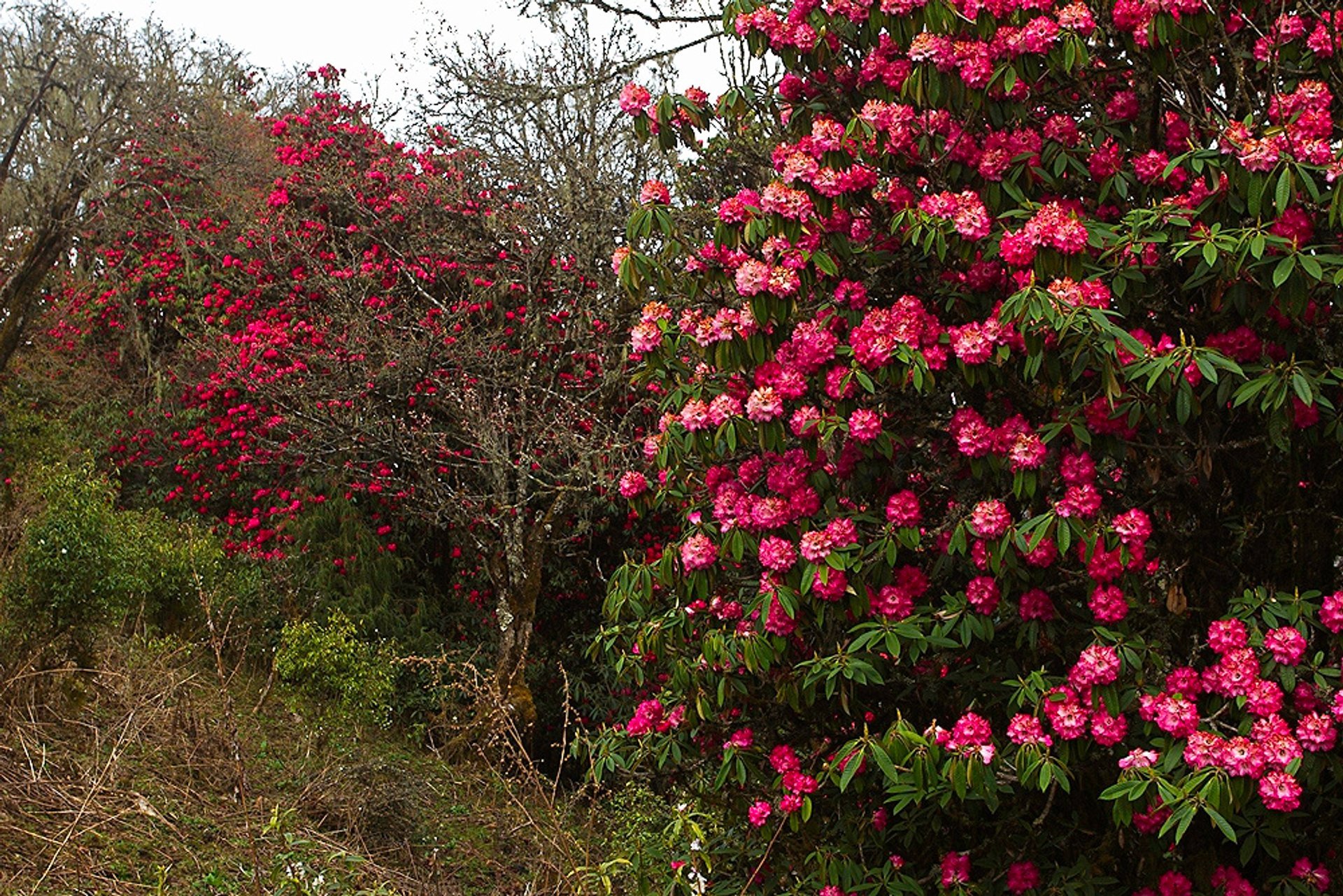 Rhododendrons en fleurs