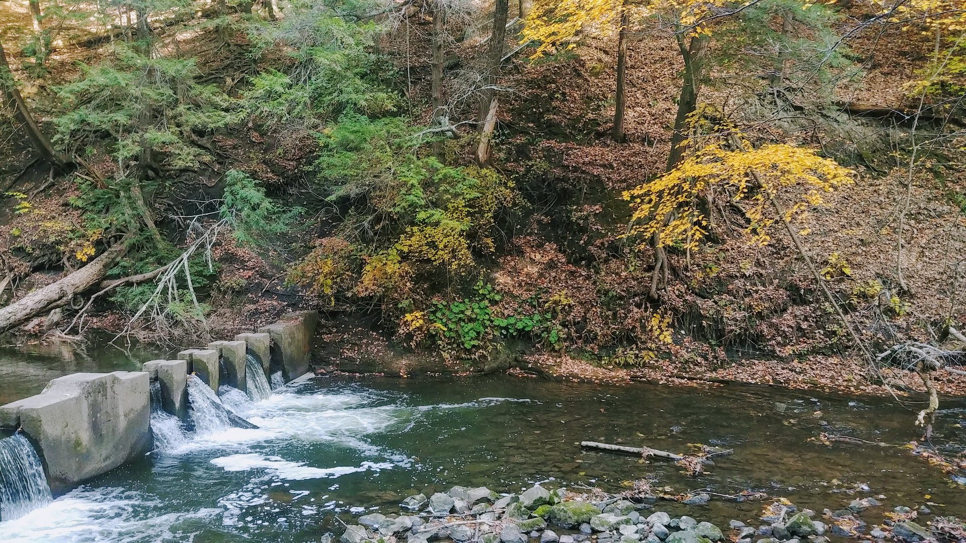 Feuillage d'automne de New York