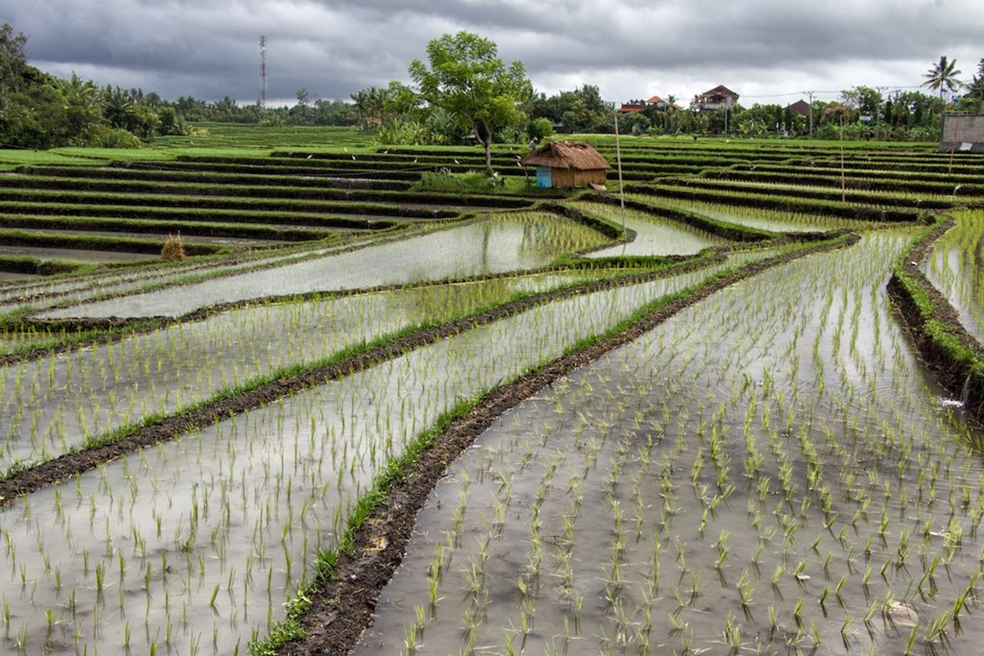 Wet Monsoon or Rainy Season