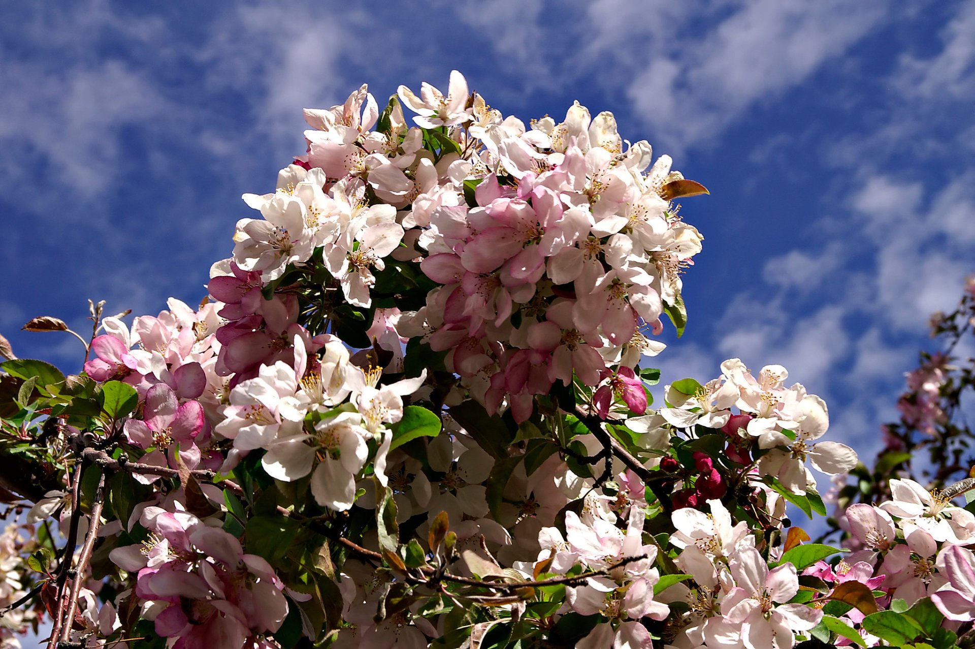 Cerezos en flor