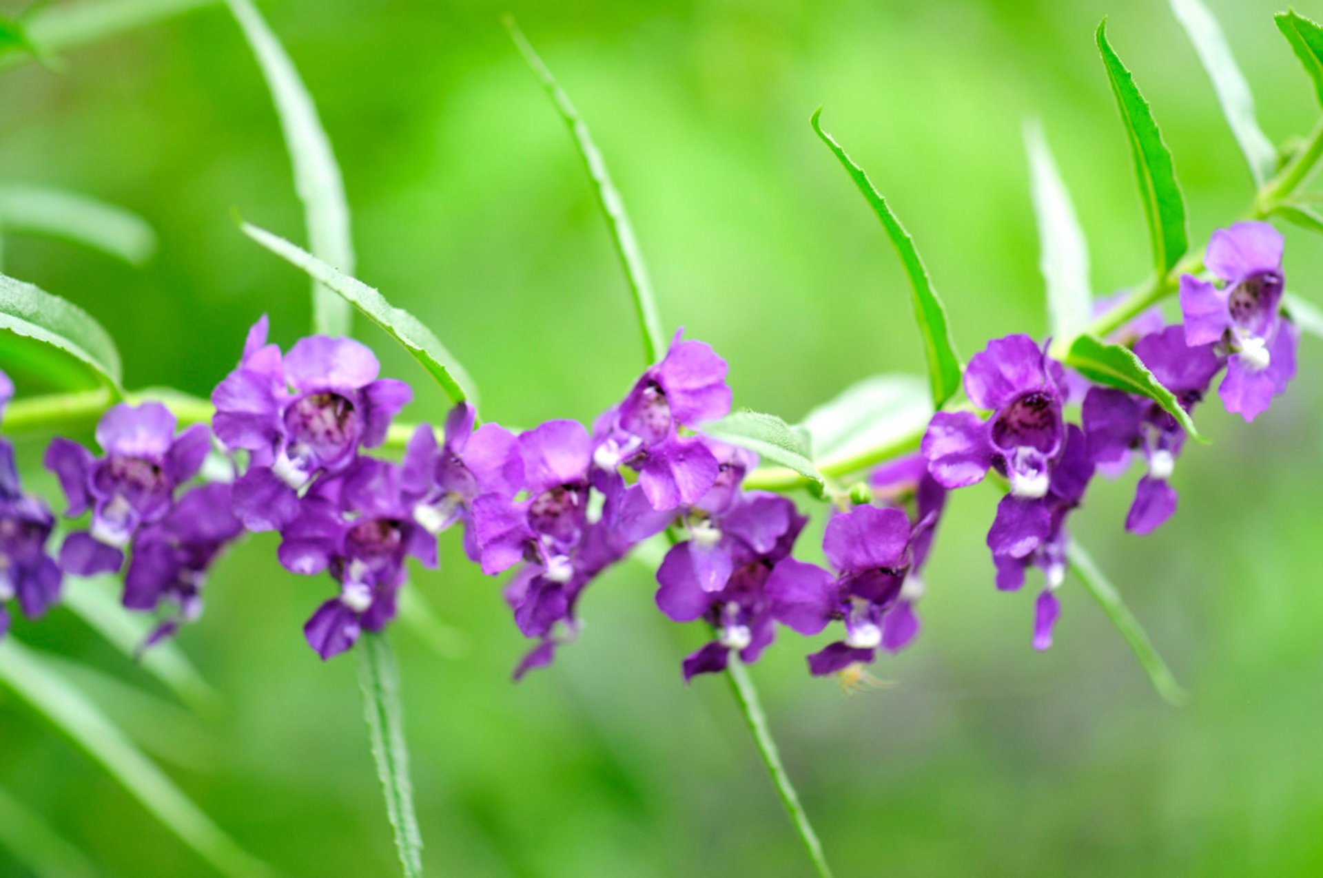 Florecimiento de flores exóticas